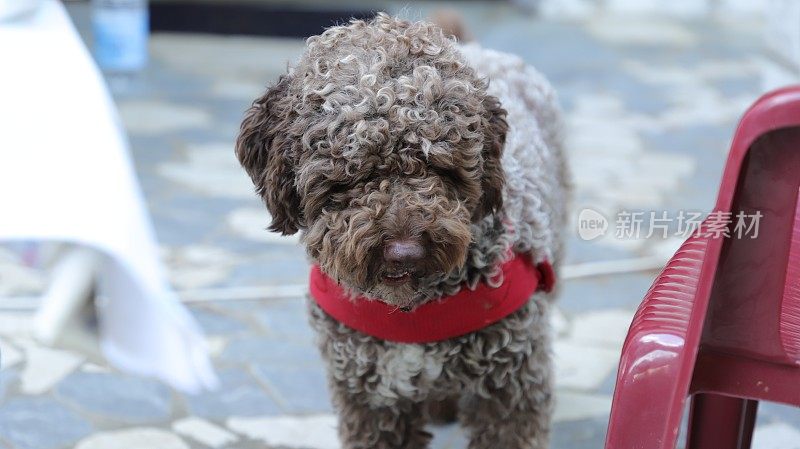 小狗雌性狗- Lagotto Romagnolo